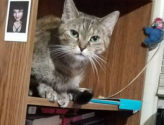 a brownish orange female cat with intense light green eyes sitting on a bookshelf